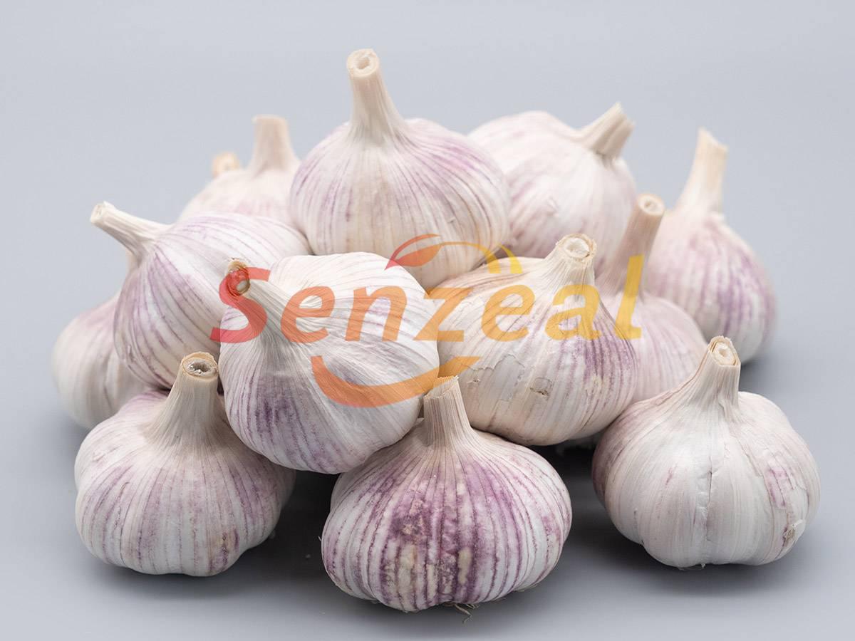 Normal White Fresh Garlic